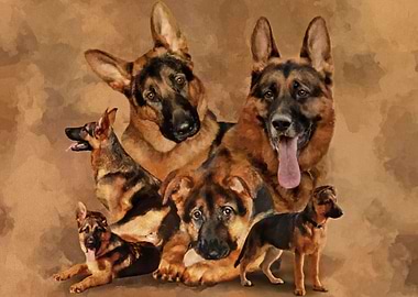 German Shepherd Dog GSD