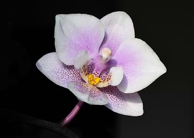 Macro White Lilac Orchid