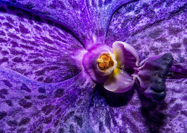 Purple Orchid Macro