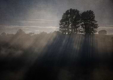 Through The Trees II