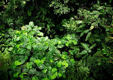 Rainforest Canopy