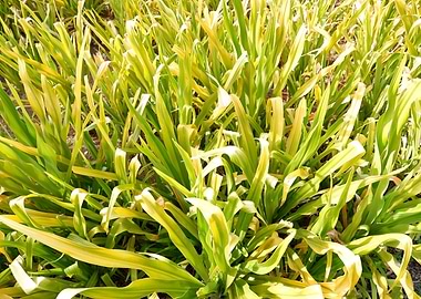 Beautiful Fresh Plant