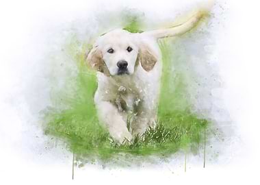 Golden retriever puppy