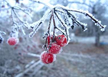 Viburnum in winter