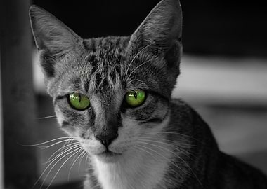 Green eyed Feline