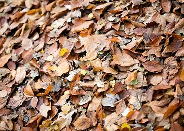Autumn leaves on ground