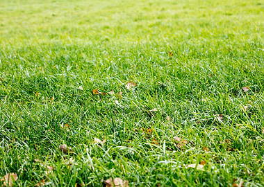 Grass leafs macro prints