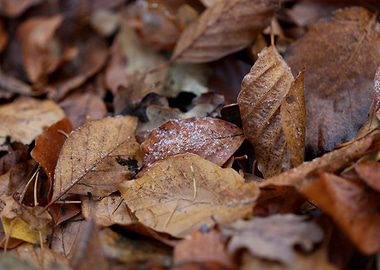 Autumn leaves on ground