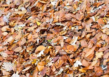 Autumn leaves on ground