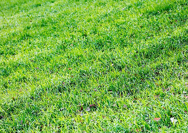Grass leafs macro prints