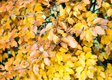 Autumn leaves macro prints