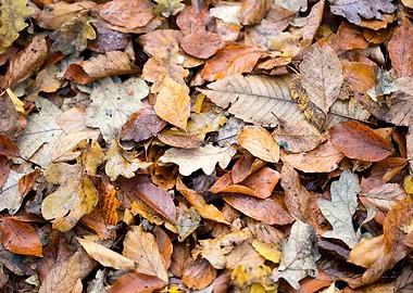 Autumn leaves on ground