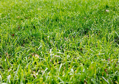 Grass leafs macro prints