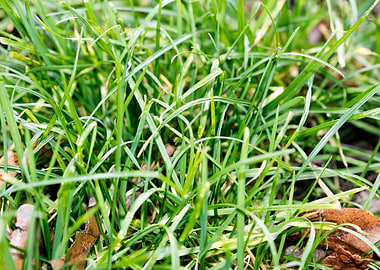 Grass leafs macro prints