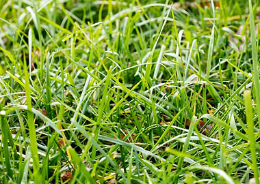Grass leafs macro prints