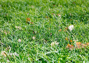 Grass leafs macro prints