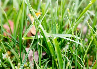 Grass leafs macro prints