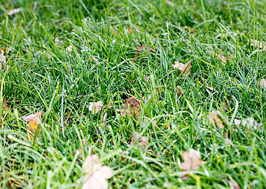 Grass leafs macro prints