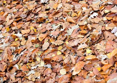 Autumn leaves on ground