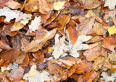 Autumn leaves on ground
