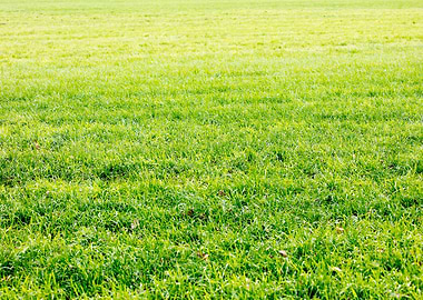 Grass leafs macro prints