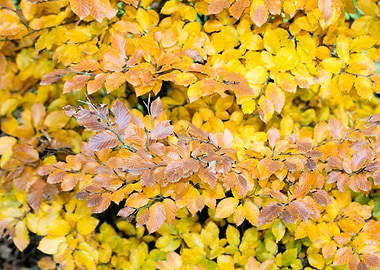 Autumn leaves macro prints