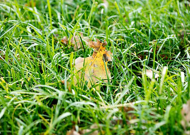 Grass leafs macro prints