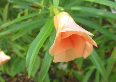 Orange flower