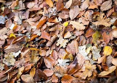Autumn leaves on ground