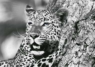 Leopard on a tree