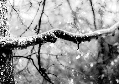 Old Linden Tree Rainy Day