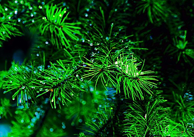 Wet Green Spruce Needles