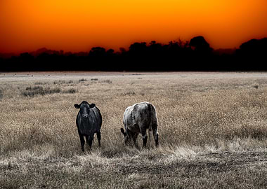 Cows Under A Sunburt Sky