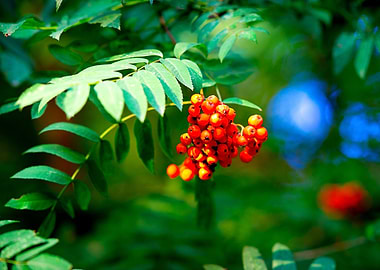 Red Ashberries Green Tree