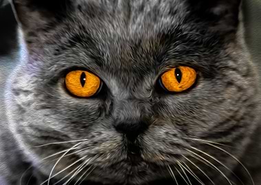 Amber Eyed Cat