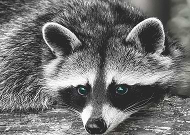 Raccoon cute wallpaper