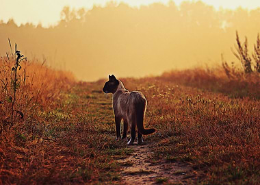 Alone cat in the field