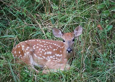 Young Deer At Rest