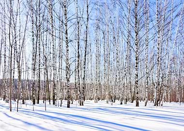 March Sun Over Birch Grove