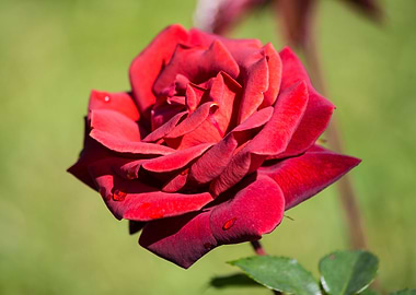 Beautiful rose