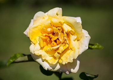 Beautiful rose
