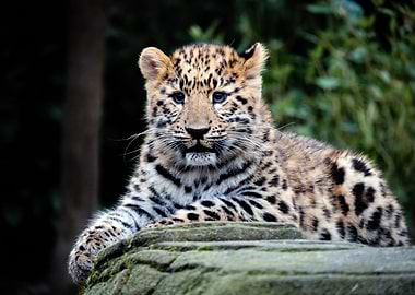 Leopard cub