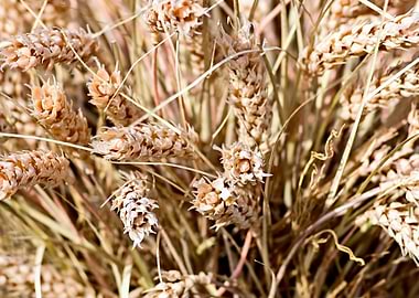Ears Of Wheat Pattern
