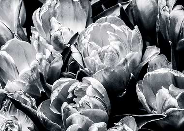 Tulip Flowers Black White