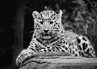 Leopard cub
