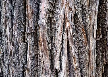Tree Bark Of Brown Color