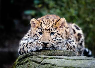 Leopard cub