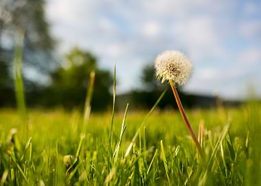 Lovely dandelion