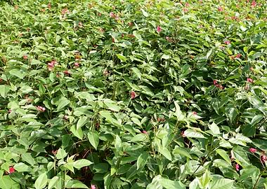 Beautiful Fresh Plant