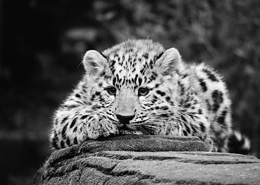 Leopard Cub